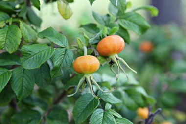  Kore parkında bir çiçek..
