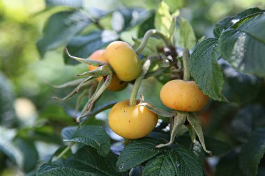  Kore parkında bir çiçek..