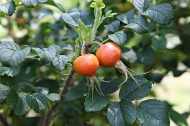  Kore parkında bir çiçek..