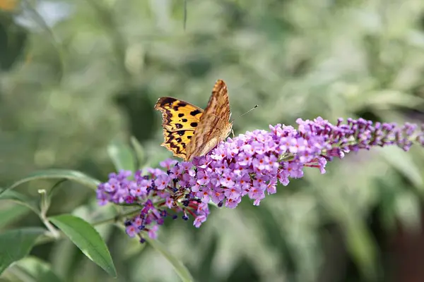 Ist Eine Blume Koreanischem Park — Stockfoto