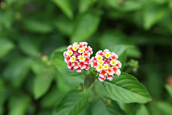 Flower Korea Park — Stock Photo, Image