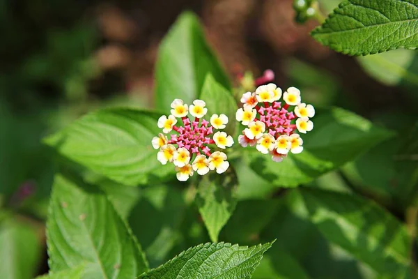 Kore Parkında Bir Çiçek — Stok fotoğraf