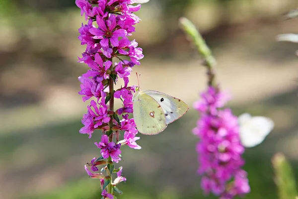 Ist Eine Blume Koreanischem Park — Stockfoto