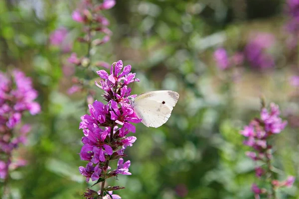 Ist Eine Blume Koreanischem Park — Stockfoto