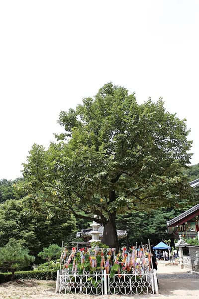 Egy Buddhista Templom Koreában — Stock Fotó