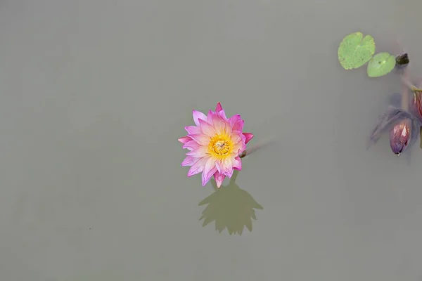 Est Une Fleur Dans Parc Coréen — Photo