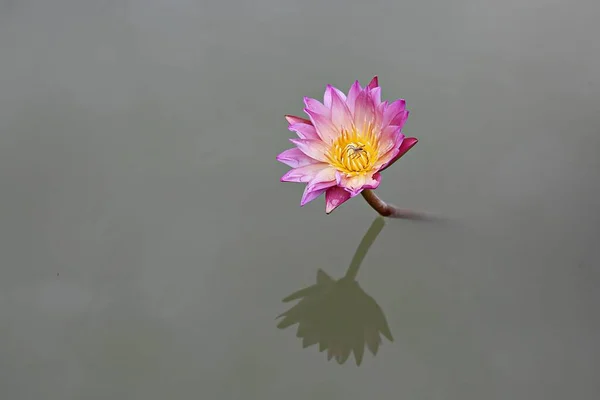 Uma Flor Parque Coréia — Fotografia de Stock