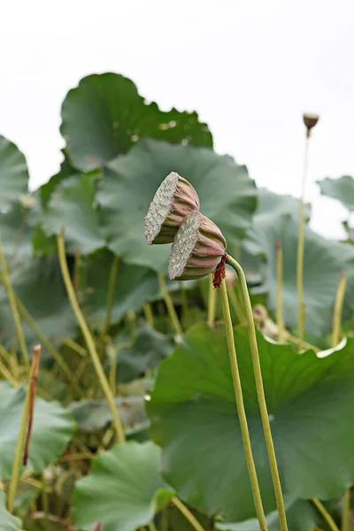 Uma Flor Parque Coréia — Fotografia de Stock