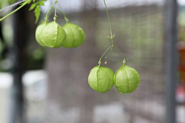  Kore parkında bir çiçek..