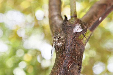  Bu bir böcek ağustos böceği..