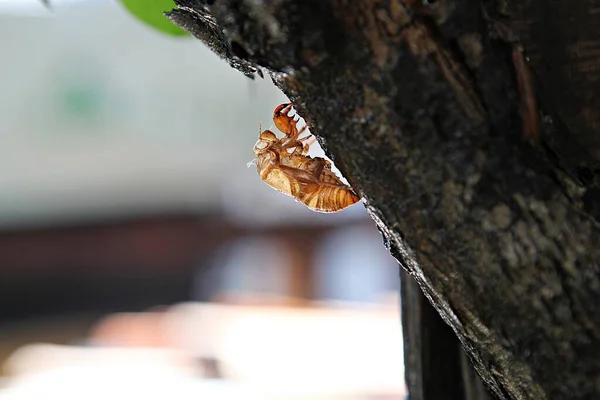Hmyz Cicada Korea — Stock fotografie