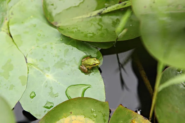 Uma Selvagem Coreano — Fotografia de Stock