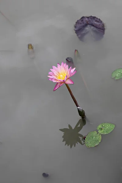 Est Une Fleur Dans Parc Coréen — Photo