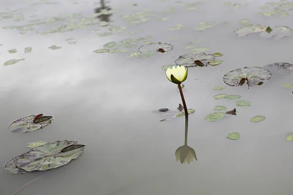 Est Une Fleur Dans Parc Coréen — Photo