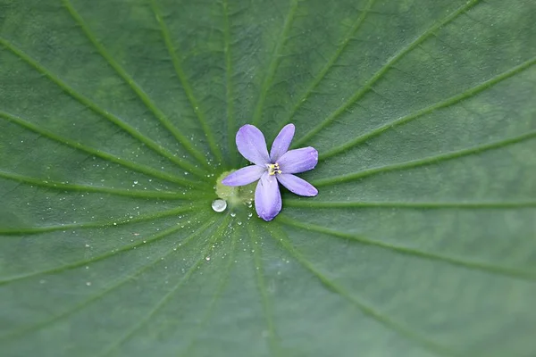 这是韩国公园里的一朵花 — 图库照片