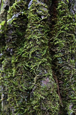 Ağaç kabuğu dokusu, yosun arkaplanı, kapat