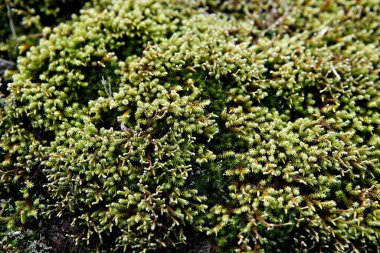 Ormandaki ağaçta yosun