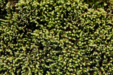 Beyaz bir arka plan üzerinde yosun