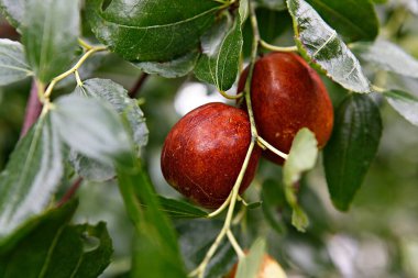 taze kırmızı meyveler.