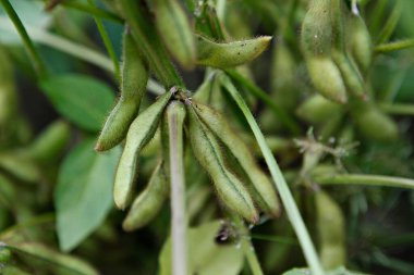 taze ve lezzetli taze fasulyeler.