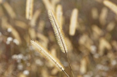 Kırsal kesimdeki bir buğday tarlasını kapatın.