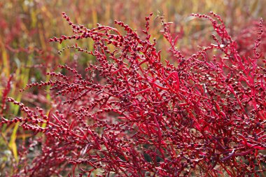 Bahçede kırmızı ve siyah çiçekler