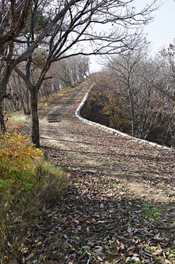 Ağaçlı güzel sonbahar manzarası