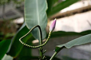 Güzel botanik fotoğrafı, doğal duvar kağıdı.