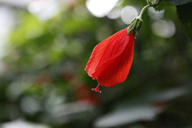 Bahçedeki güzel kırmızı çiçek