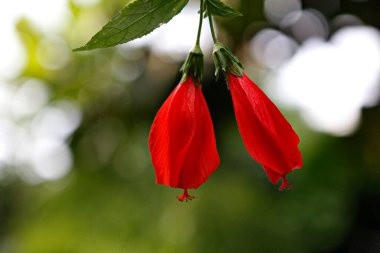 Güzel botanik fotoğrafı, doğal duvar kağıdı.