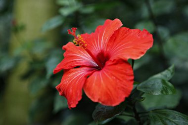 Bahçedeki kırmızı amber çiçeği