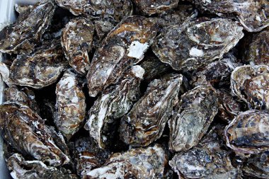 Taze deniz ürünlerini kapatın.