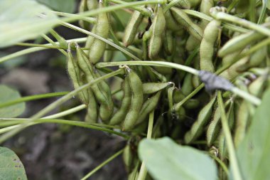 Çiftlikteki yeşil fasulyeler