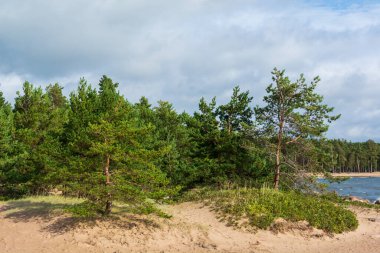 Sahilde kumlu bir sahil tepesinde çam ağaçları olan bir orman. Güneşli bir arka planda yeşil çimenli kum tepeleri mavi gökyüzüne karşı. Kopya alanı olan kırmızı gül kalçalı çalılıklar.
