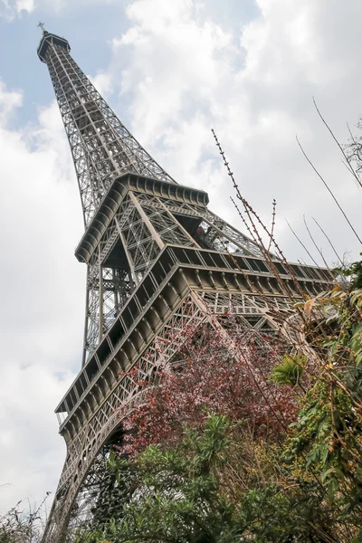 Torre Eiffel y cerezo floreciente, París, Francia, Europa . — Foto de Stock