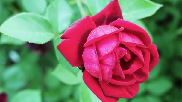 Rosa roja en el jardín — Vídeo de stock