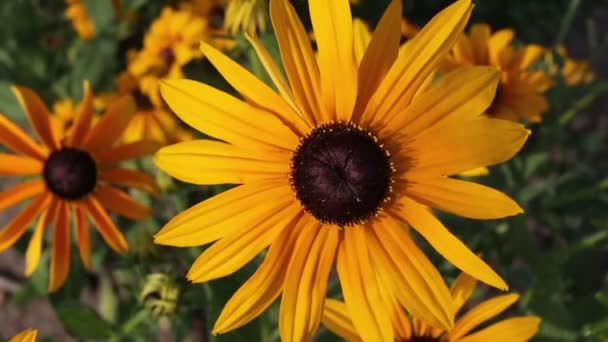 Rudbeckia amarelo ou Black Eyed Susan flores no jardim — Vídeo de Stock