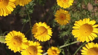 Bahçedeki sarı papatya çiçekleri