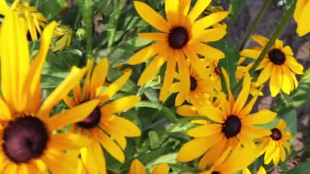 Gele rudbeckia of Black Eyed Susan bloemen in de tuin — Stockvideo