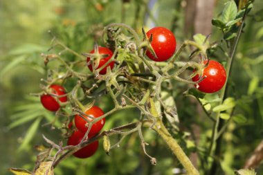 Homegrown domates Bahçe