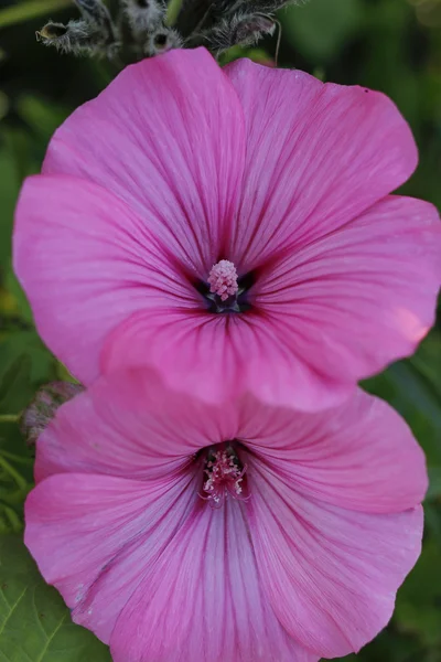 庭に紫の花のクローズ アップ. — ストック写真