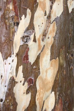 doğal desenler arka plan ağaç doku.