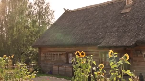 The old rural wooden house and sunflowers — Stock Video