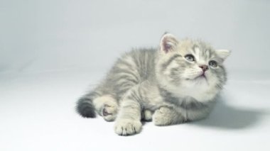 Beyaz arka planda oynayan komik, küçük, gri, İskoç kedicik..