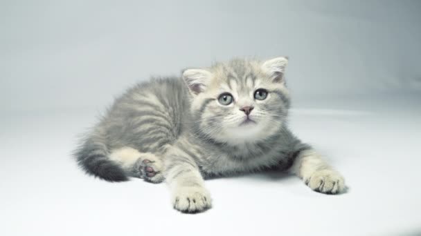 Rolig liten grå vika skotsk kattunge kattunge spelar på en vit bakgrund. — Stockvideo