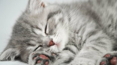 Beyaz arka planda uyuyan komik, küçük, gri, İskoç kedicik.