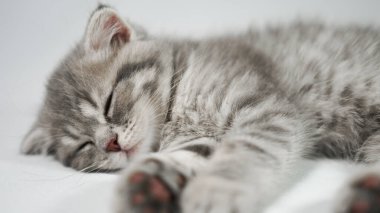 Beyaz arka planda uyuyan komik, küçük, gri, İskoç kedicik.
