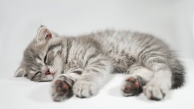 Beyaz arka planda uyuyan komik, küçük, gri, İskoç kedicik.