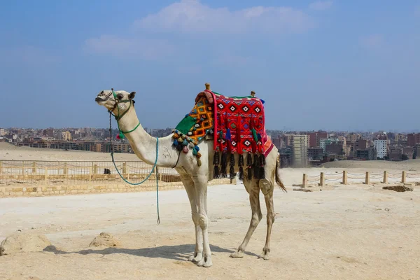 Deve ile renkli Karaçulha. Giza. Mısır