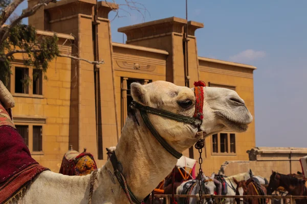 Camel Head Profile Egypt Stock Image